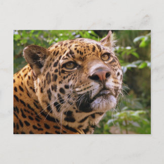 Cartão Postal Onça-pintada