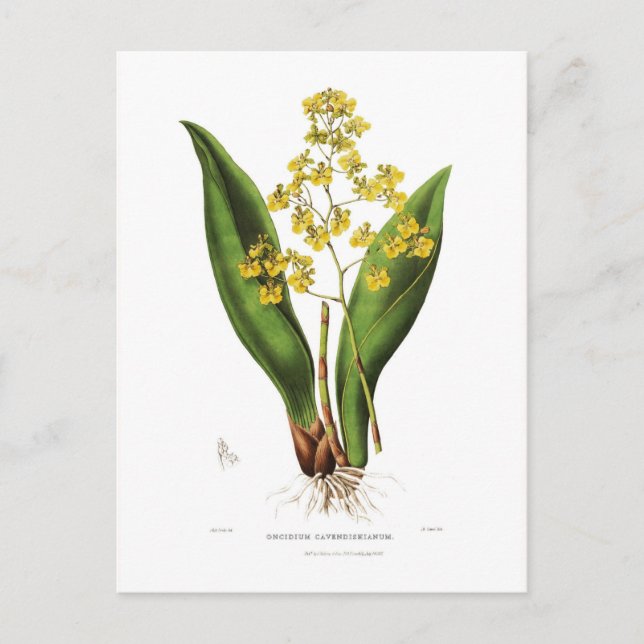 Cartão Postal Oncidium cavendishianum (Frente)