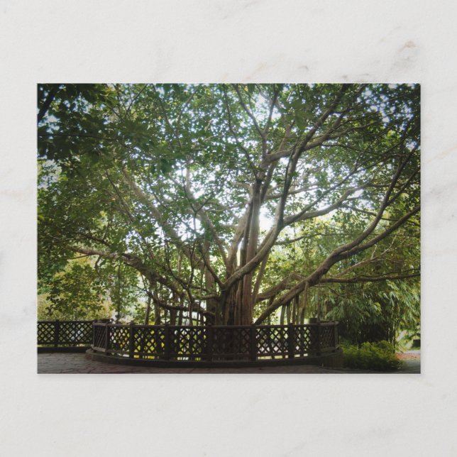 Cartão Postal Onde a vida começa (Frente)