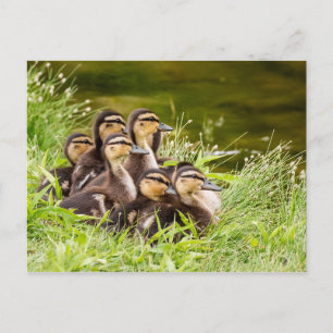 Cartão Postal Onde está a mãe?