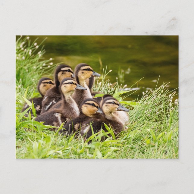 Cartão Postal Onde está a mãe? (Frente)
