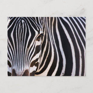 Cartão Postal Onde Está A Zebra?