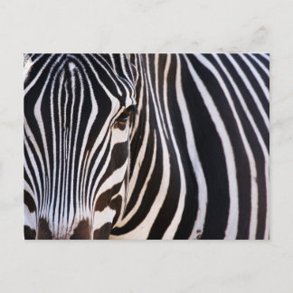 Cartão Postal Onde Está A Zebra?