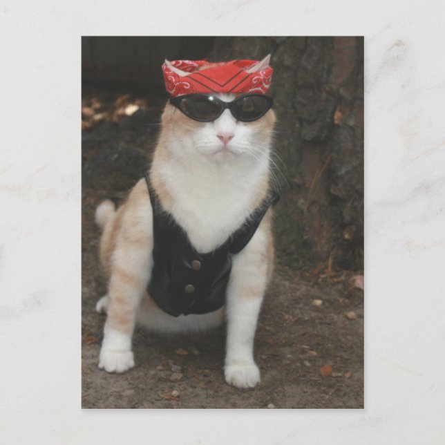 Cartão Postal Onde está o meu porco? (Frente)