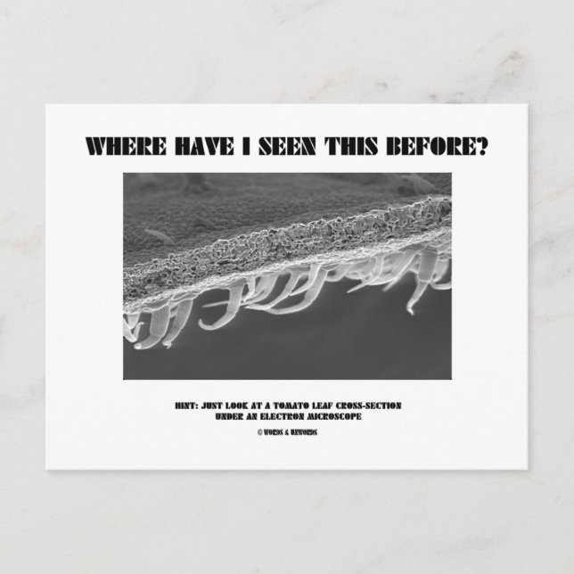Cartão Postal Onde Já Vi Isso Antes? Tomato Leaf (Frente)