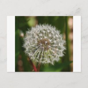 Cartão Postal Onde Quer que o Vento Sopre