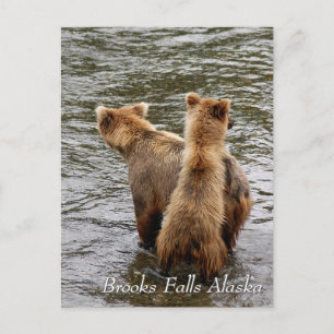 Cartão Postal Onde você vê a mãe, Brooks Falls Alaska