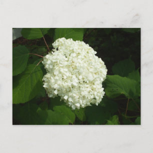 Cartão Postal One Snowball Bloom