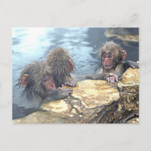 Cartão Postal Onsen Monkeys