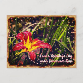 Cartão Postal Ontem Lily na chuva de amanhã