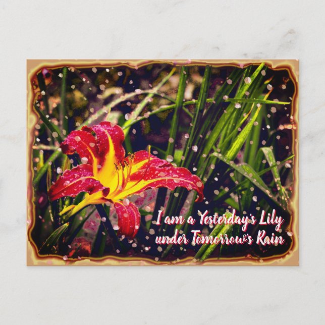 Cartão Postal Ontem Lily na chuva de amanhã (Frente)