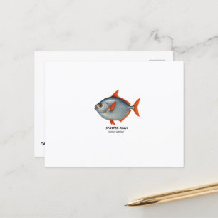Cartão Postal Opah - Animais Marinhos da Califórnia