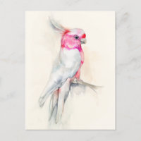 Ópera Cockatoo