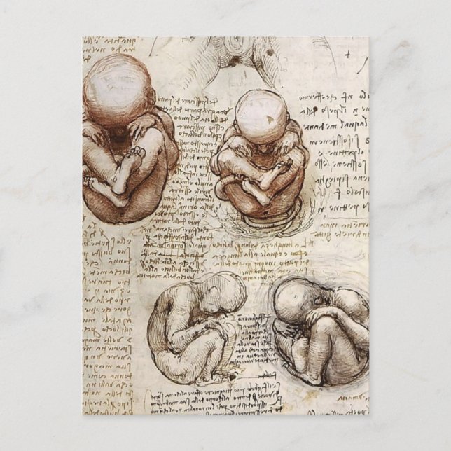 Cartão Postal Opiniões de um feto em Womb.jpg por Leonardo Vinci (Frente)