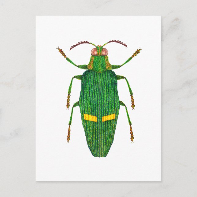 Cartão Postal Opulent jewel beetle (Frente)