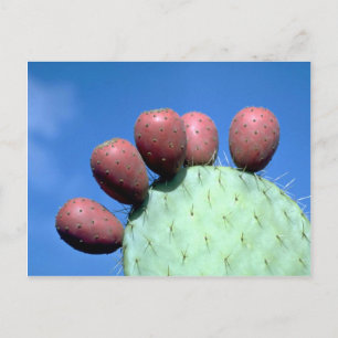 Cartão Postal Opuntia megacantha (figo-da-índia) Deserto