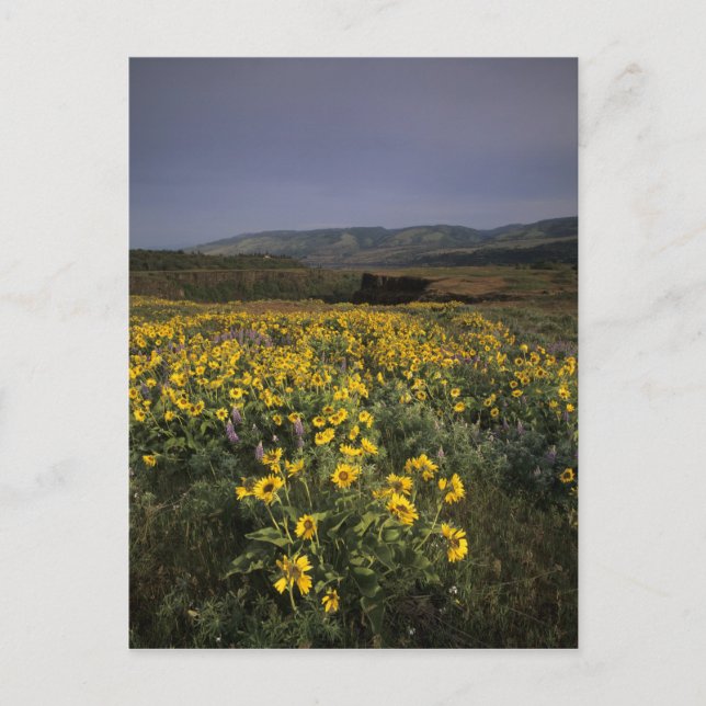 Cartão Postal OR, Garganta do Rio Columbia, Planalto de Rowena,  (Frente)