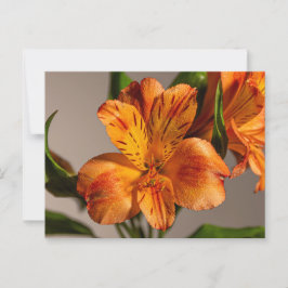 Cartão Postal Orange Alstroemeria Lily