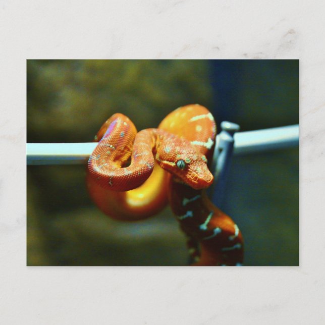 Cartão Postal Orange Ball Python (Frente)