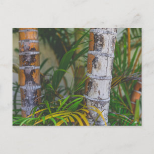 Cartão Postal Orange Bamboo