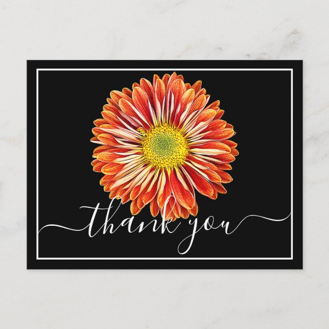 Cartão Postal Orange Chrysanthemum Black Background Obrigado (Frente)