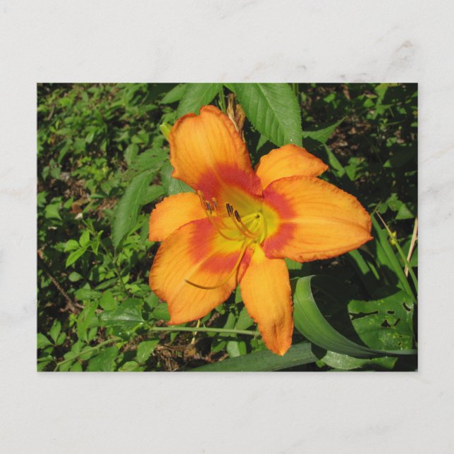 Cartão Postal Orange Crush Daylily (Frente)