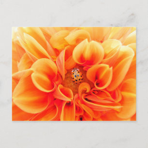 Cartão Postal Orange Dahlia e Ladybug