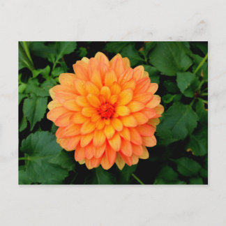 Cartão Postal Orange Dahlia - Flor e Jardim