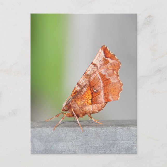 Cartão Postal Orange e Brown Moth. (Frente)