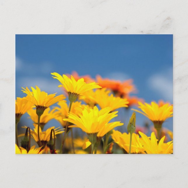 Cartão Postal Orange E Yellow Namaqualand Daisies (Frente)