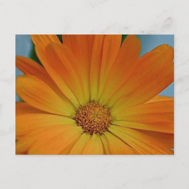 Cartão Postal Orange Gerber Daisy (Frente)