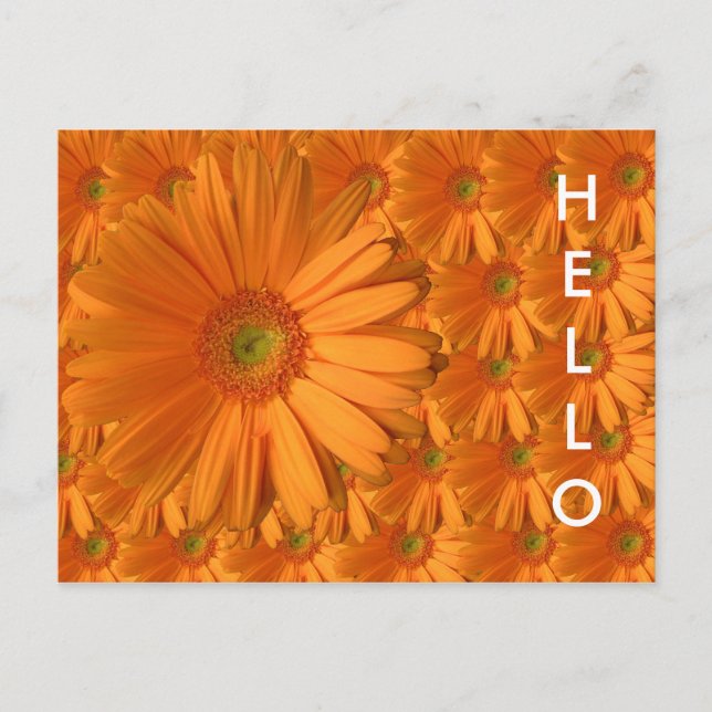 Cartão Postal Orange Gerber Daisy (Frente)