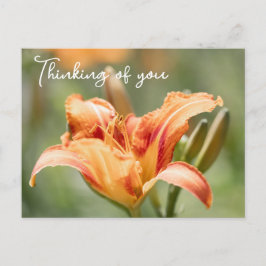 Cartão Postal Orange Lily Pensando Em Você