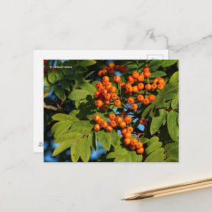 Cartão Postal Orange Mountain Ash Berries