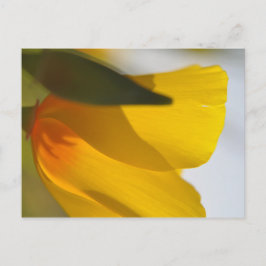 Cartão Postal Orange Poppy