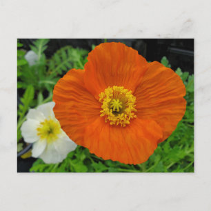 Cartão Postal Orange Poppy