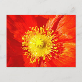 Cartão Postal Orange Poppy Postcard