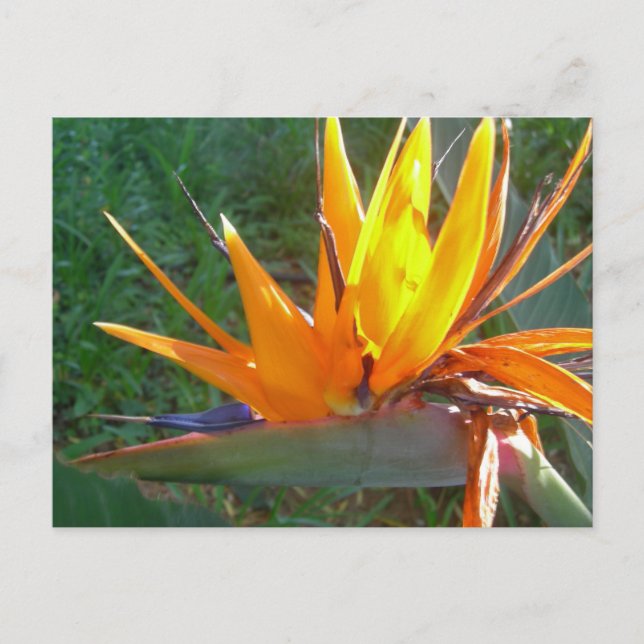 Cartão postal Orange Strelitzia Flower DIY (Frente)