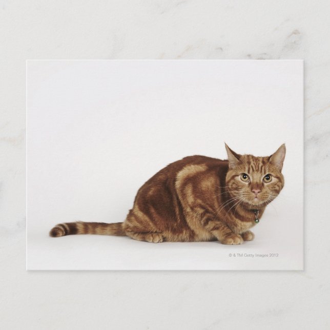 Cartão Postal Orange Tabby (Frente)