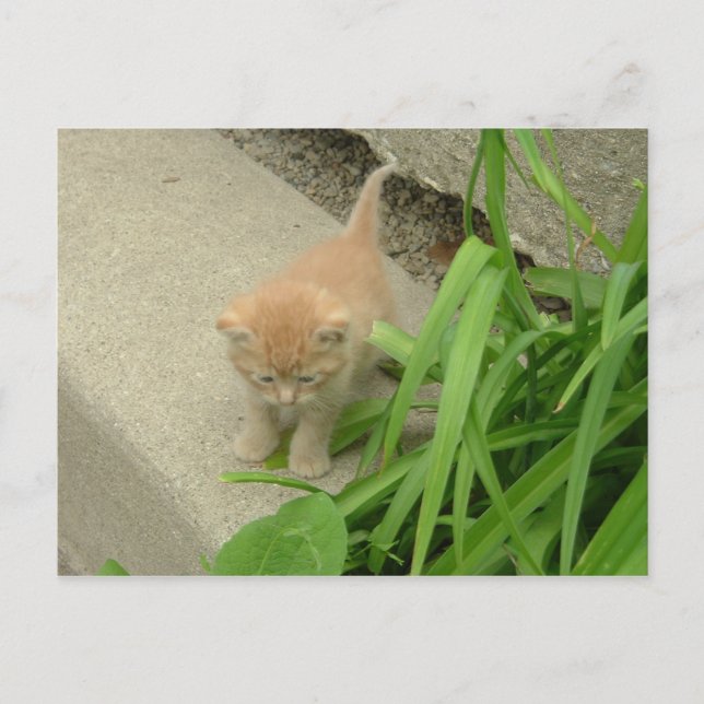 Cartão Postal Orange Tabby Cat (Frente)