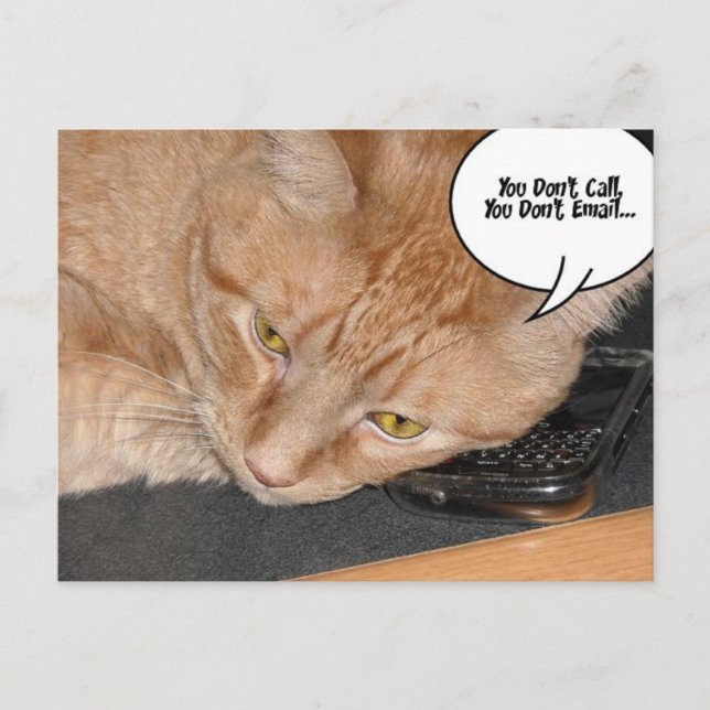Cartão Postal Orange Tabby Cat Humor (Frente)