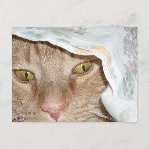 Cartão Postal Orange Tabby Cat Humor