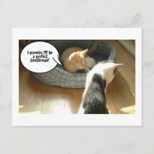 Cartão Postal Orange Tabby Kitty Cat