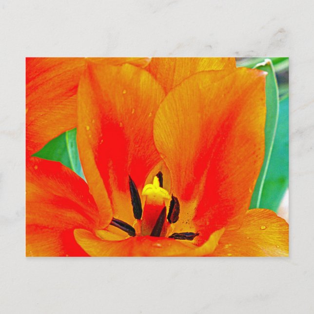 Cartão Postal Orange Tulip (Frente)