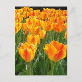 Cartão Postal Orange Tulips