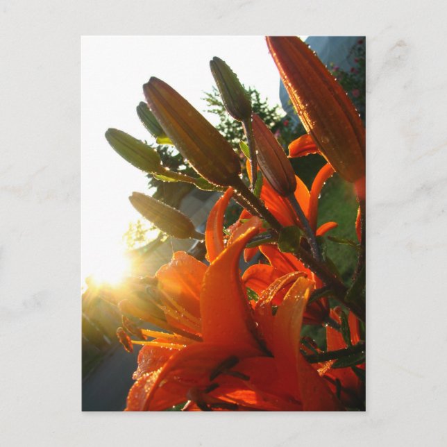 Cartão Postal Orange Un Bloomed (Frente)