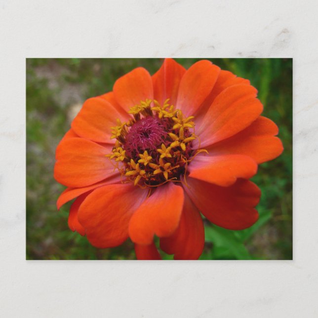 Cartão Postal Orange Zinnia Wildflower Nature Floral (Frente)