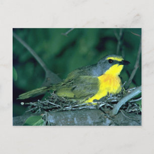 Cartão Postal Orangebreast Bush Shrike