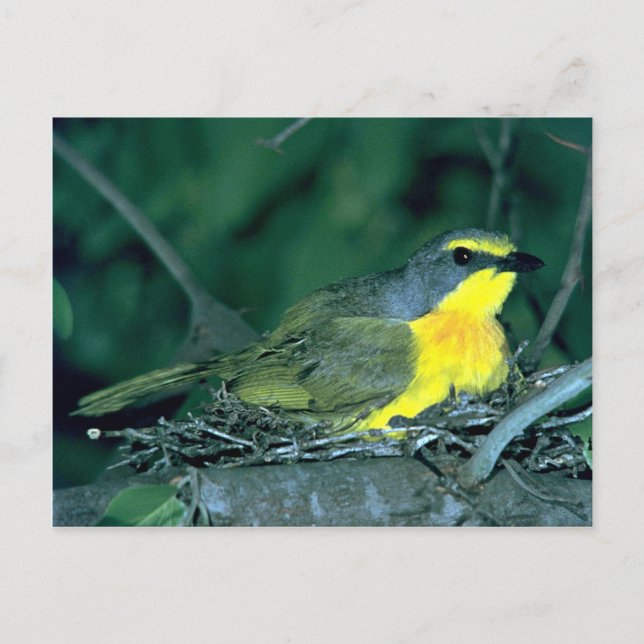 Cartão Postal Orangebreast Bush Shrike (Frente)