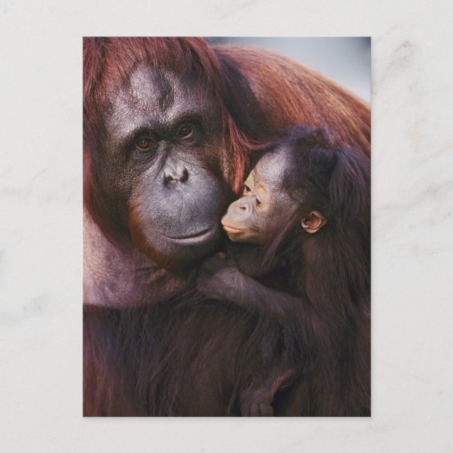 Cartão Postal Orangotango de Sumatra fêmea com bebê, Pongo (Frente)
